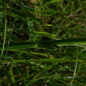 Photographie n°2527854 du taxon Genista sagittalis L.