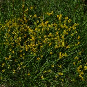 Photographie n°2527855 du taxon Genista sagittalis L.