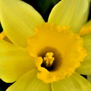 Photographie n°2527859 du taxon Narcissus bicolor L. [1762]