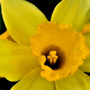 Photographie n°2527860 du taxon Narcissus bicolor L. [1762]