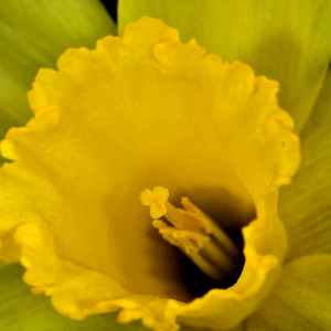 Photographie n°2527861 du taxon Narcissus bicolor L. [1762]