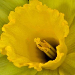 Photographie n°2527862 du taxon Narcissus bicolor L. [1762]