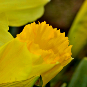 Photographie n°2527863 du taxon Narcissus bicolor L. [1762]