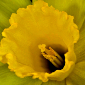 Photographie n°2527864 du taxon Narcissus bicolor L. [1762]
