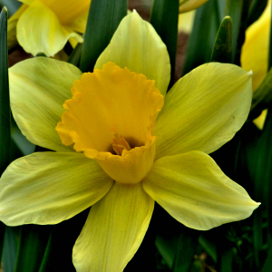 Photographie n°2527866 du taxon Narcissus bicolor L. [1762]