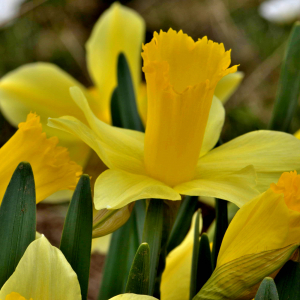 Photographie n°2527868 du taxon Narcissus bicolor L. [1762]