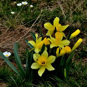 Photographie n°2527869 du taxon Narcissus bicolor L. [1762]