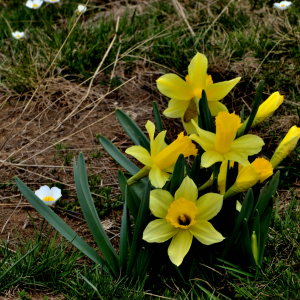 Photographie n°2527870 du taxon Narcissus bicolor L. [1762]