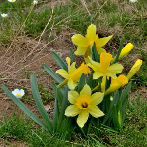 Photographie n°2527871 du taxon Narcissus bicolor L. [1762]