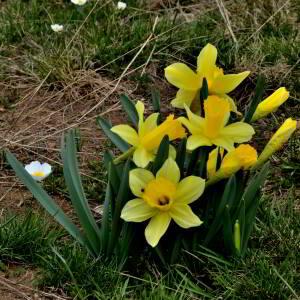 Photographie n°2527873 du taxon Narcissus bicolor L. [1762]