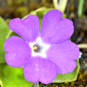Photographie n°2527880 du taxon Primula hirsuta All. [1773]