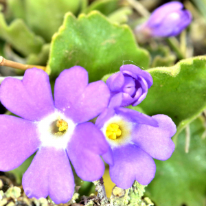 Photographie n°2527882 du taxon Primula hirsuta All. [1773]