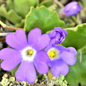 Photographie n°2527884 du taxon Primula hirsuta All. [1773]