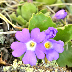 Photographie n°2527886 du taxon Primula hirsuta All. [1773]