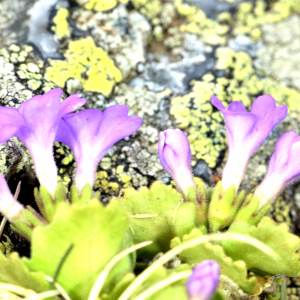 Photographie n°2527887 du taxon Primula hirsuta All. [1773]