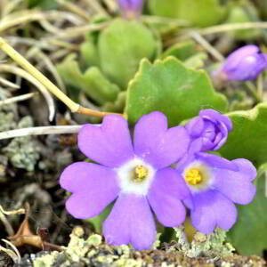 Photographie n°2527891 du taxon Primula hirsuta All. [1773]