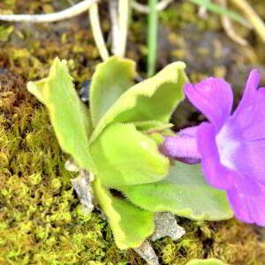 Photographie n°2527893 du taxon Primula hirsuta All. [1773]