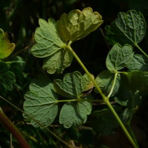 Photographie n°2527909 du taxon Thalictrum minus subsp. saxatile Ces. [1844]