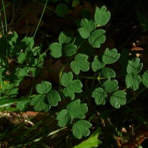 Photographie n°2527911 du taxon Thalictrum minus subsp. saxatile Ces. [1844]