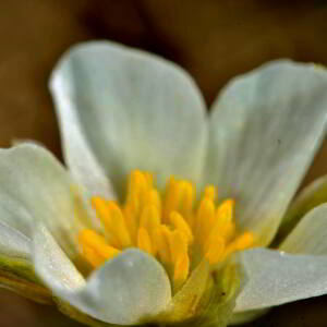 Photographie n°2527917 du taxon Ranunculus pyrenaeus L. [1771]