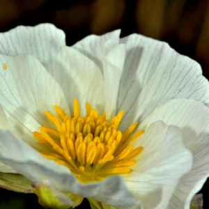 Photographie n°2527923 du taxon Ranunculus pyrenaeus L. [1771]