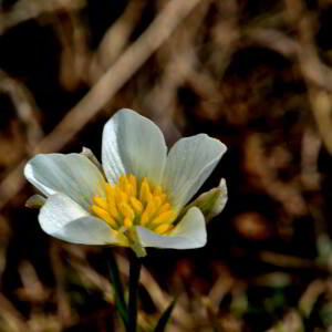 Photographie n°2527924 du taxon Ranunculus pyrenaeus L. [1771]