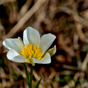 Photographie n°2527925 du taxon Ranunculus pyrenaeus L. [1771]