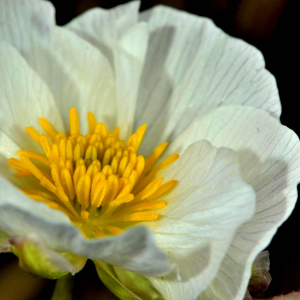 Photographie n°2527926 du taxon Ranunculus pyrenaeus L. [1771]