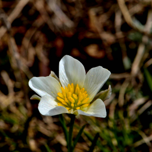 Photographie n°2527927 du taxon Ranunculus pyrenaeus L. [1771]