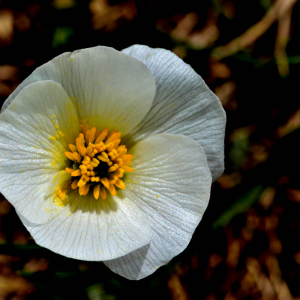 Photographie n°2527929 du taxon Ranunculus pyrenaeus L. [1771]