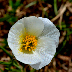 Photographie n°2527933 du taxon Ranunculus pyrenaeus L. [1771]