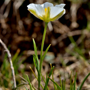 Photographie n°2527934 du taxon Ranunculus pyrenaeus L. [1771]