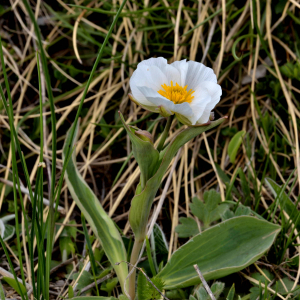 Photographie n°2527936 du taxon Ranunculus pyrenaeus L. [1771]