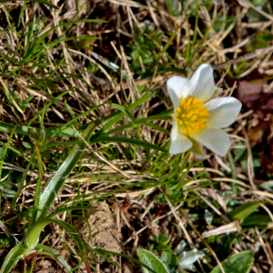 Photographie n°2527937 du taxon Ranunculus pyrenaeus L. [1771]