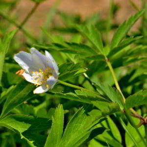 Photographie n°2527965 du taxon Anemone nemorosa L. [1753]