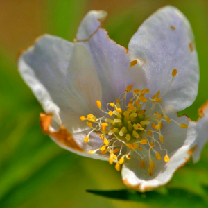 Photographie n°2527966 du taxon Anemone nemorosa L. [1753]