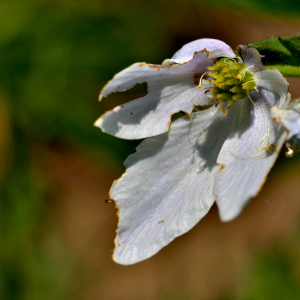 Photographie n°2527968 du taxon Anemone nemorosa L. [1753]