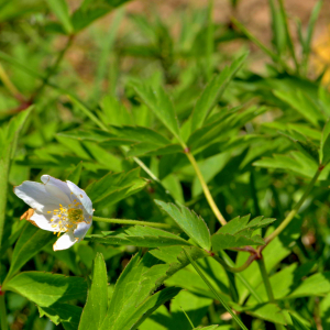 Photographie n°2527969 du taxon Anemone nemorosa L. [1753]