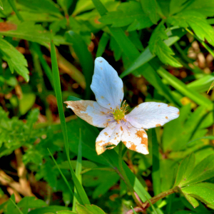 Photographie n°2527970 du taxon Anemone nemorosa L. [1753]