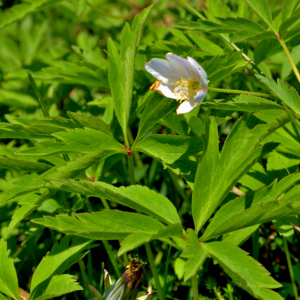 Photographie n°2527971 du taxon Anemone nemorosa L. [1753]