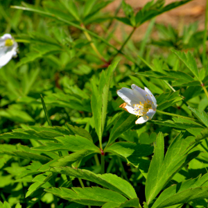 Photographie n°2527972 du taxon Anemone nemorosa L. [1753]