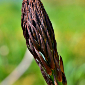 Photographie n°2527975 du taxon Asphodelus albus Mill. [1768]