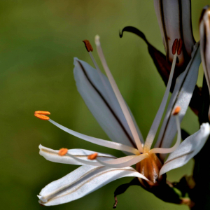 Photographie n°2527982 du taxon Asphodelus albus Mill. [1768]