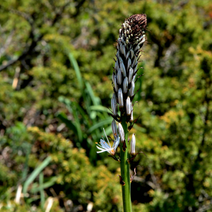 Photographie n°2527986 du taxon Asphodelus albus Mill. [1768]