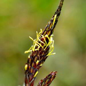 Photographie n°2527997 du taxon Carex flacca Schreb. [1771]