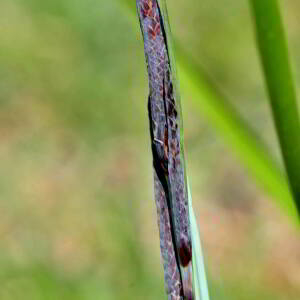 Photographie n°2527998 du taxon Carex flacca Schreb. [1771]