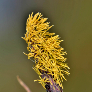 Photographie n°2528001 du taxon Carex flacca Schreb. [1771]