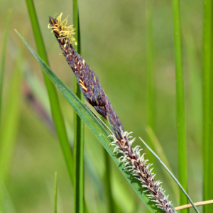 Photographie n°2528002 du taxon Carex flacca Schreb. [1771]