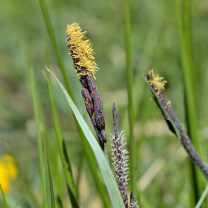 Photographie n°2528003 du taxon Carex flacca Schreb. [1771]