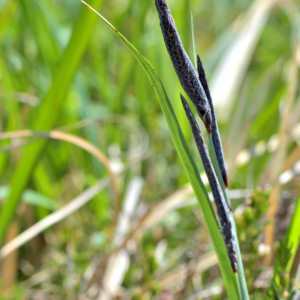 Photographie n°2528008 du taxon Carex flacca Schreb. [1771]